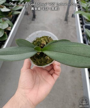 Phal. Fuller's Gold Stripe '458' (peloric - 2 eyes)