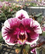 Phal. Hsinying Little Knight &#039;Voodoo&#039;