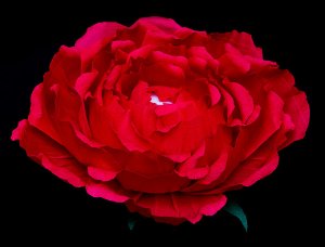 Композиция Ростовая роза с рафаэлло (150 г) внутри бутона. Цвет: красный, белый, розовый. Диаметр до 50 см. 1200 р.