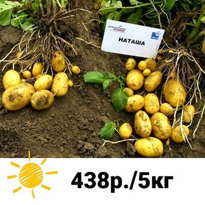 СУРАЖЕВКА. Семенной картофель. Предзаказ 4