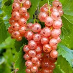 Смородина красная Розовый жемчуг