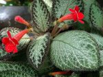 Эписция ползучая (Episcia reptans)