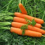 Морковь семена