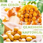 Семенной картофель и Лук севок. Удачный урожай