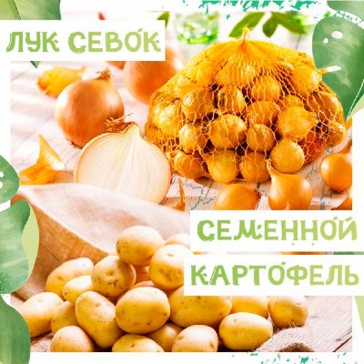 Семенной картофель и Лук севок. Удачный урожай.