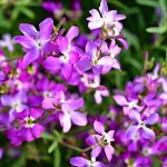 Маттиола Царица ночи