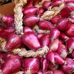 Лук шалот Монастырский