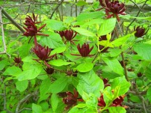 Каликантус (Calycanthus Floridus)