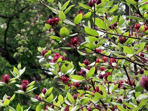 Каликантус (Calycanthus Floridus)