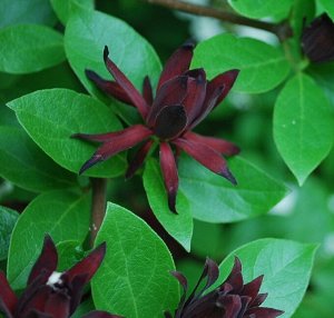 Каликантус (Calycanthus Floridus)