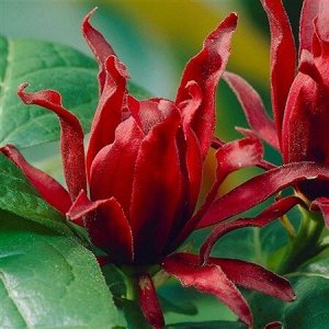 Каликантус (Calycanthus Floridus)