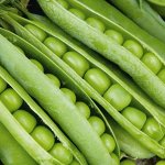 Горох Беркут лущильный, среднеранний 10гр Гавриш/БП