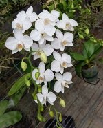 Phal. aphrodite ? sib