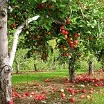 Плодовые деревья и кустарники