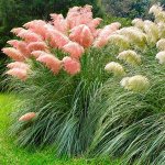 Пампасная трава Cortaderia selloana Rose