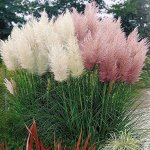 Пампасная трава Cortaderia selloana White