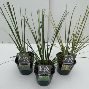 Пампасная трава Cortaderia selloana Rose