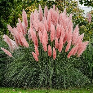 Пампасная трава Cortaderia selloana Rose