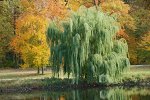 Ива желтокорая (молодая)