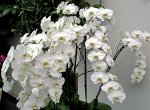 Phal. Sogo Yukidian &#039;V3&#039;