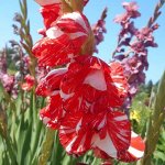 Гладиолус крупноцветковый Зизани