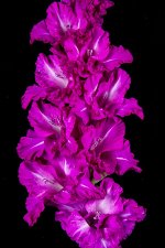Гладиолус крупноцветковый Руссо