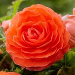 Бегония махровая оранжевая (упак 1шт)
