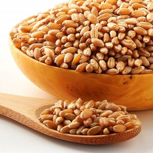 Пшеница для проращивания Алтай, кг