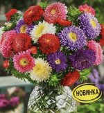 Астра Принова, смесь сортов