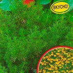Бархатцы Ароматное кружево