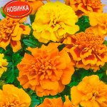 Бархатцы Чика отклоненные, смесь сортов