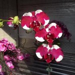 в52 Phal. Fuller&#039;s Sunshine