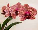 В22 Phal. I-Hsin Sesame