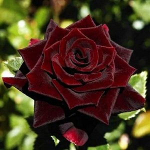Роза Черный Принц