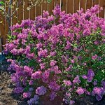 Сирень повторноцветущая Bloomerang Dark Purple
