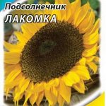 Подсолнечник
