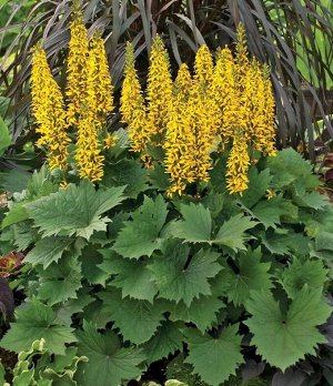 Бузульник Вича Ligularia veitchiana