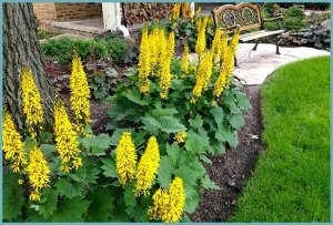 Бузульник Вича Ligularia veitchiana