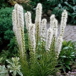 Лиатрис Liatris spicata Alba