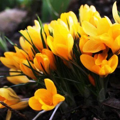 Садовые растения и семена — раздача с апреля