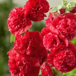 Шток-роза Королевская алая