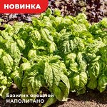 Семена Базилик овощной Наполитано