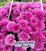 Skyfall pink