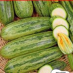 Кабачок цуккини Граффити