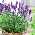 Лаванда Французский букет