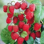 Малина Элегантная