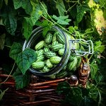 Мелотрия (Мышиная дыня) Полосатик