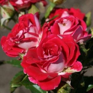 Руби Стар роза спрей. Лепестки насыщенно-розовой, цикламеновой окраски, атласные