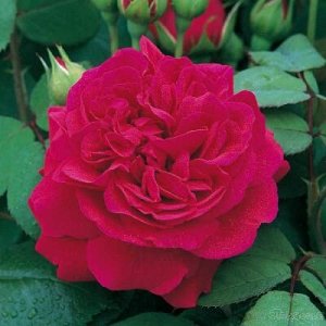 Грааль роза насыщенно-пурпурная ПРЕМИУМ 1шт