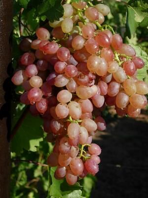 Кишмиш Мечта виноград средне-ранний розовый (в тубе)